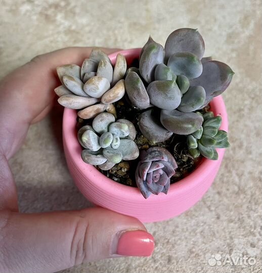 Суккуленты набор для начинающих