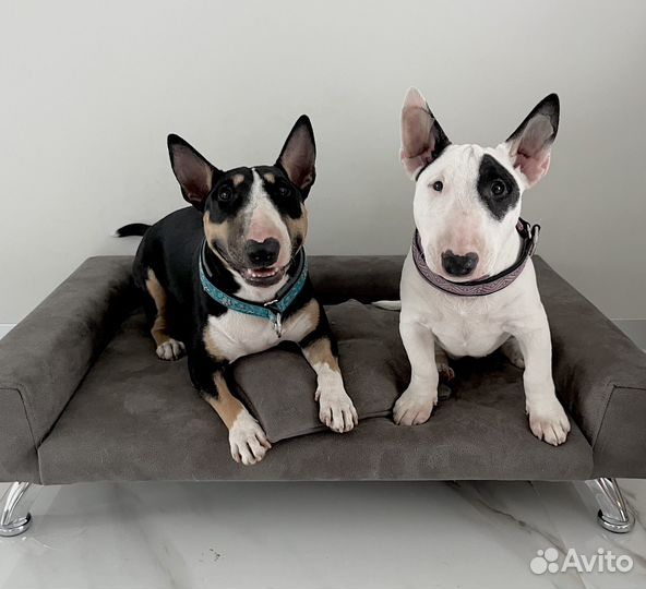 Лежанка для собак