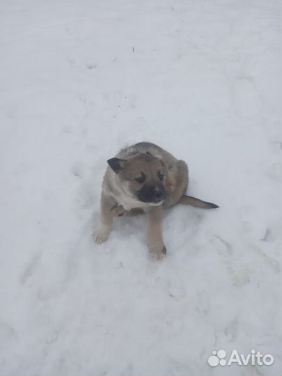 Отдам щенят