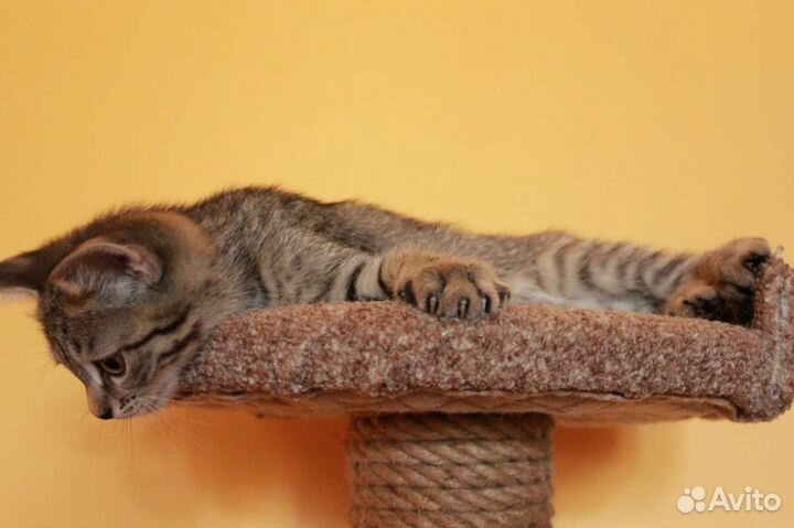 Отдам котёнка в добрые руки