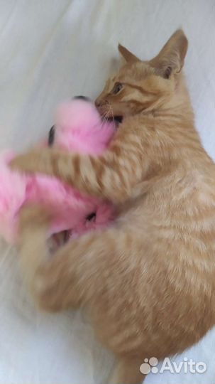 Рыжий котенок