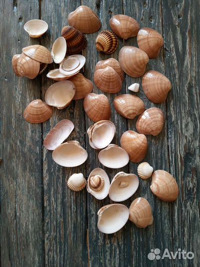 Ракушки Средиземного моря