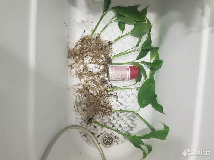 Спатифиллум. Женское счастье