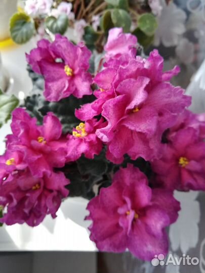 Фиалка сортовая. Пермь, п.Ферма, п.Горный,с.Фролы