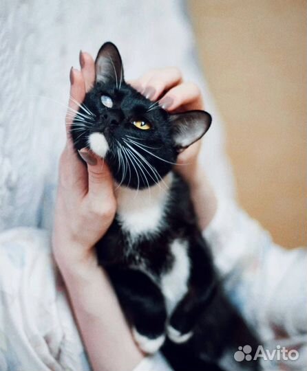 Кот Пират в добрые руки