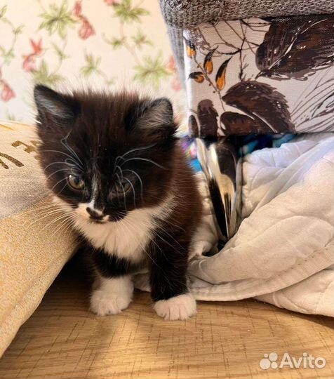 Котеночек Милла