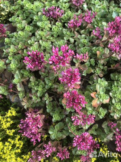 Для альпийских горок