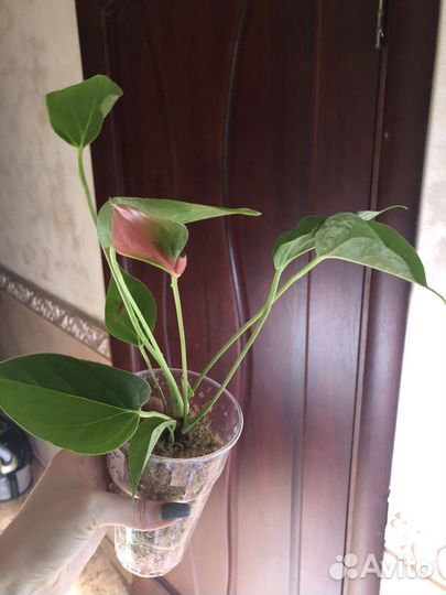 Антуриум sugar bouquet