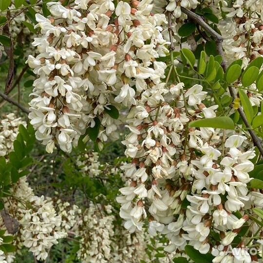 Белая акация, Robinia pseudoacacia, акация душиста