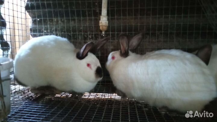 Кролики Калифоонийские