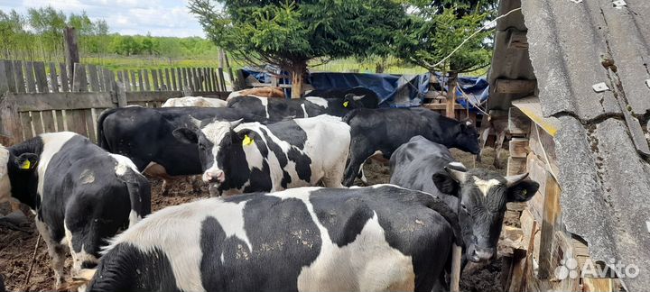 Быки живым весом