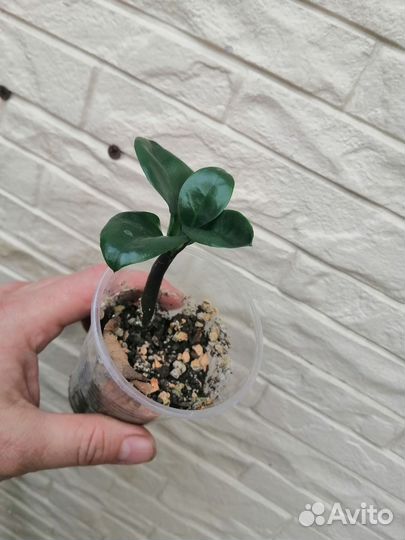 Замиокулькас Зензи