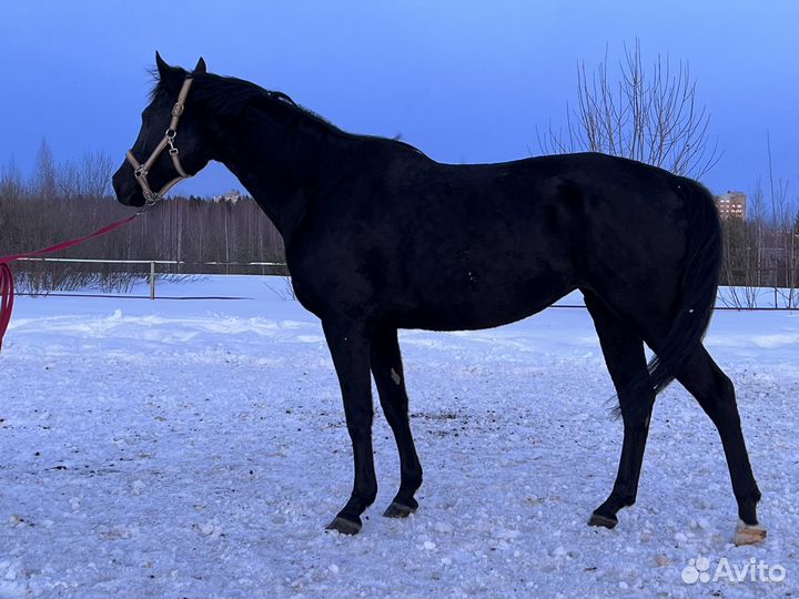 Жеребец 2022 г.р