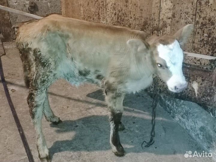 Продаётся телочка