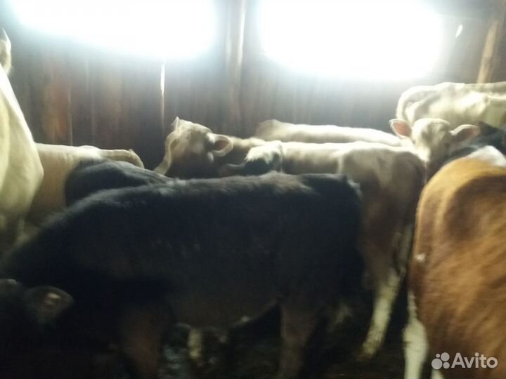 Телочки и коровы