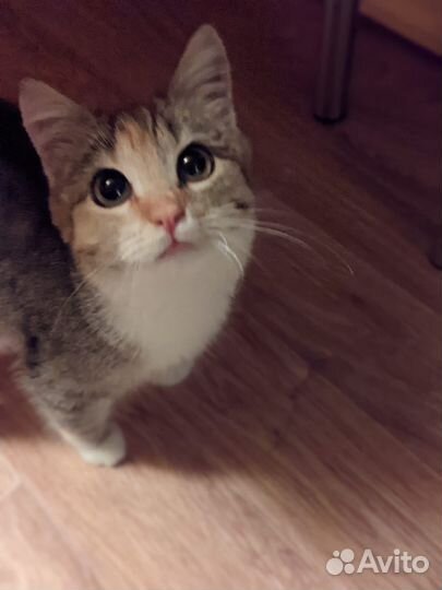 Девочке Ляле нужен дом