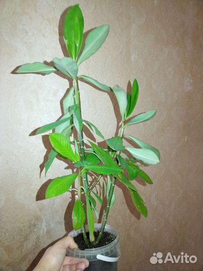 Синадениум granta