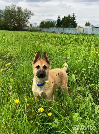 Девочка Джесси