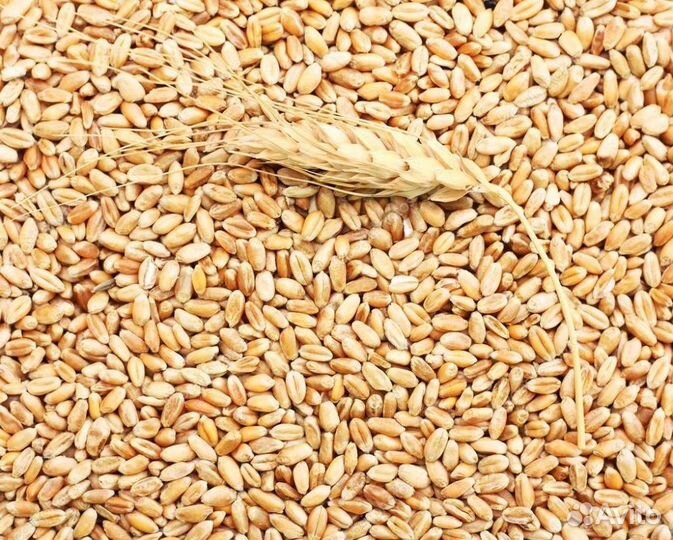 Зерно пшеницы