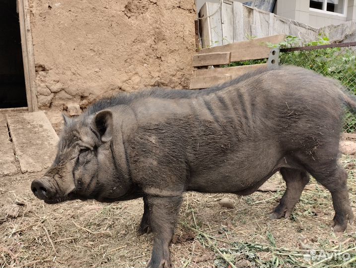 Вьетнамский хряк
