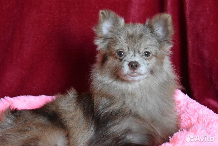 Шпиц - девочка 6 мес нарядного окраса