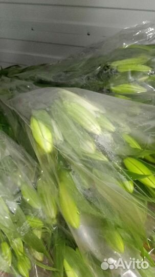 Лилия крупная срезка