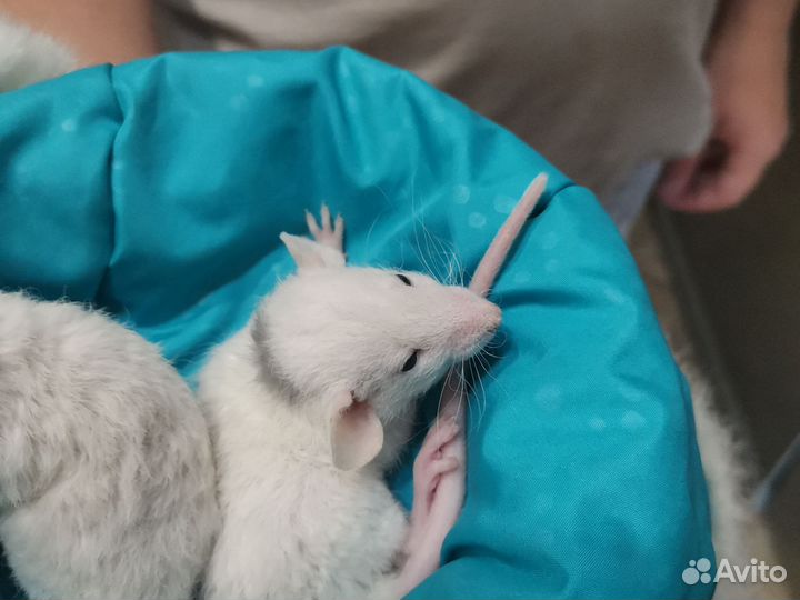 Крыса дамбо