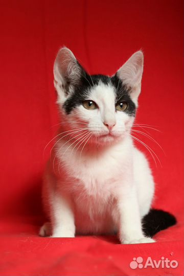 Кошка взросрая