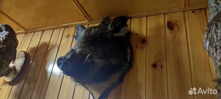 Чучело небольшого кабана