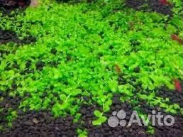 Аквариумные растения