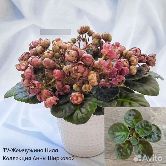 Детки сортовых фиалок