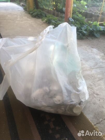 Ракушки морские для поделок