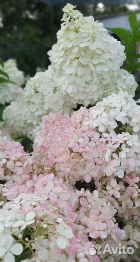 Гортензия метельчатая