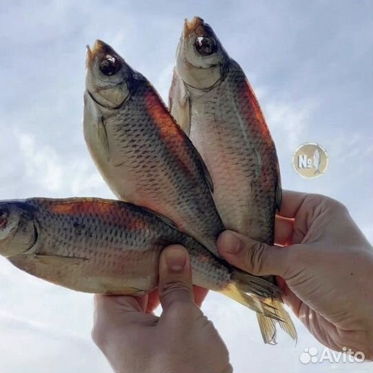 Вобла астраханская (вяленая рыба)