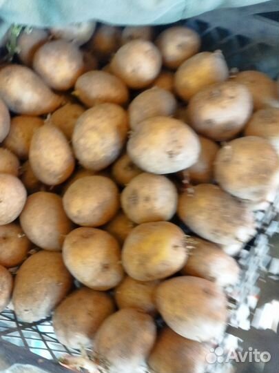 Семенной картофель