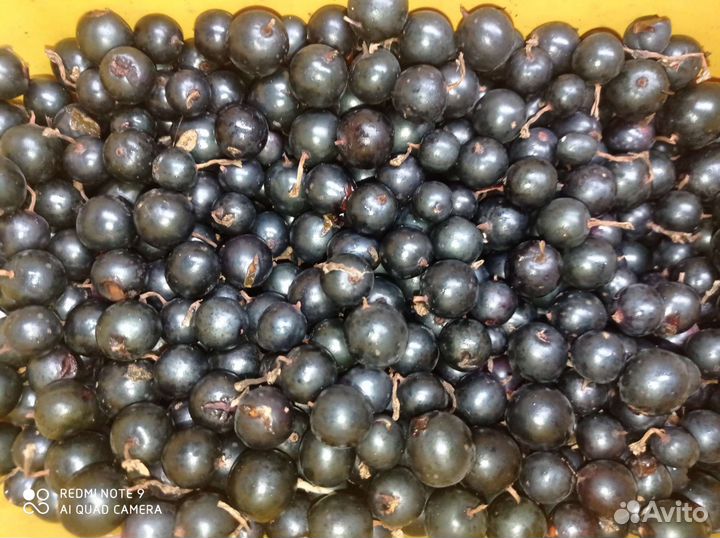 Чёрная смородина не пахучая