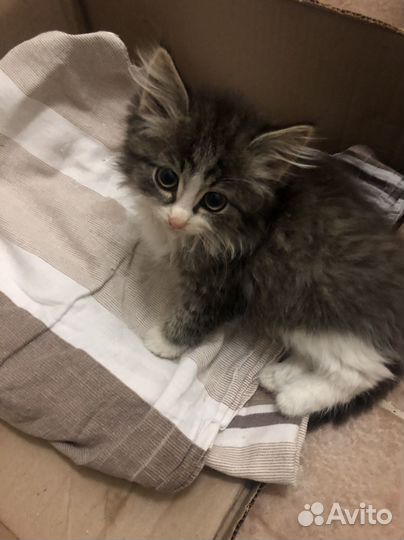 Котенок