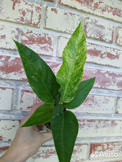 Антуриум Hibrid var