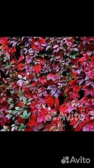 Саженцы девичий виноград