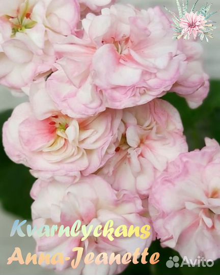 Черенки И кустики сортовых пеларгоний