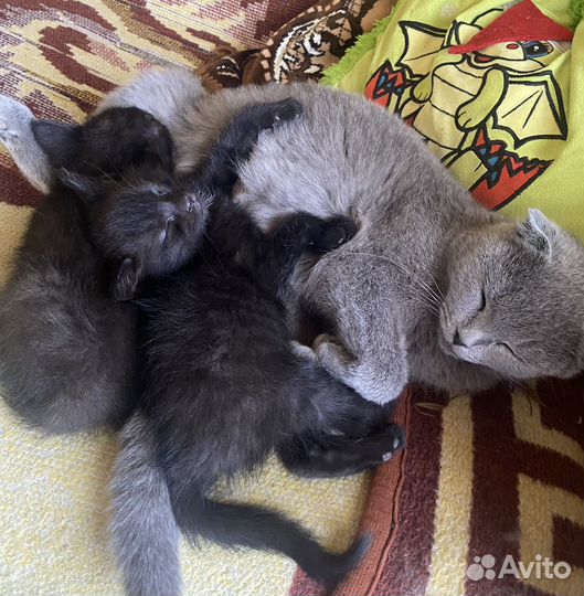 Кошечки в добрые руки