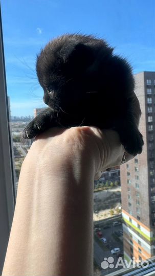 Черный шотландец