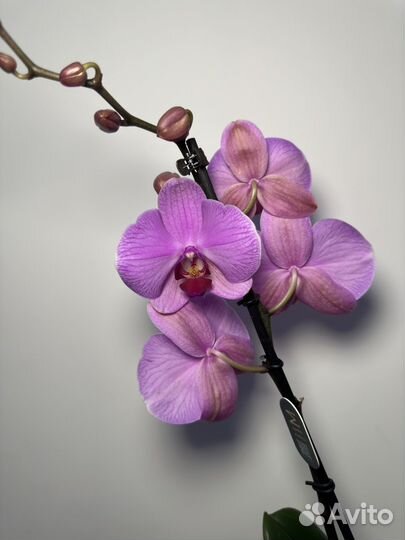 Орхидея фаленопсис