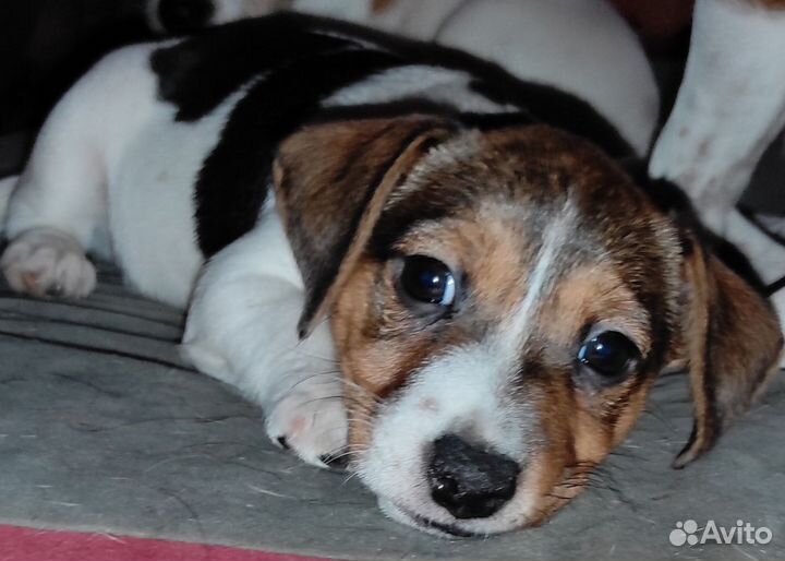 Щенки джек рассел терьер мини