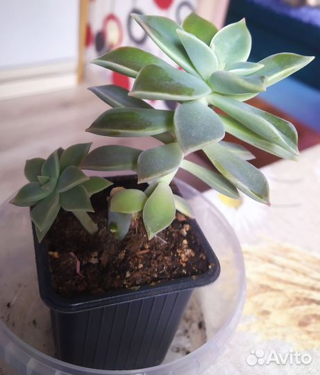 Комнатные растения цветы