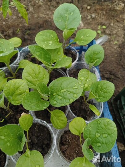 Рассада капусты пекинская, цветная