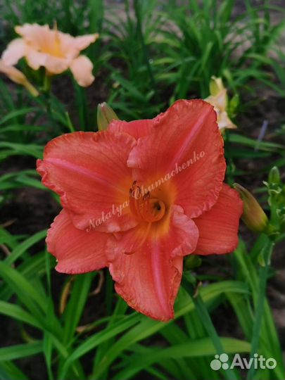 Набор лилейников