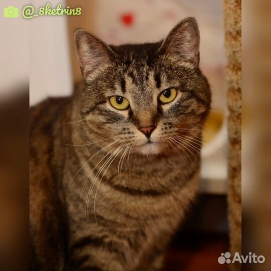 Отдам кошечку Хлою