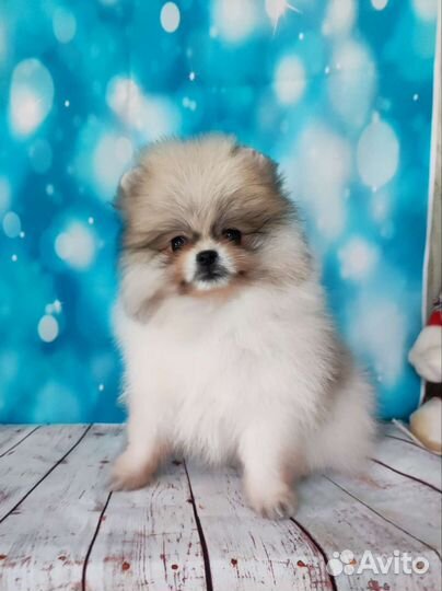 Щенки шпица