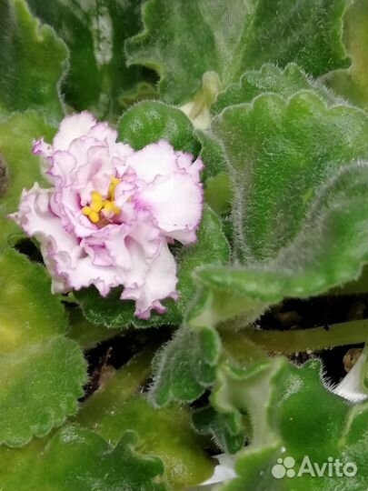 Фиалка Мария Мирабелла